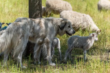 Büyük bir çoban köpeği bir ağacın gölgesinde kuzuların arasında duruyor. Dikkatli ve korumacı görünüyor..