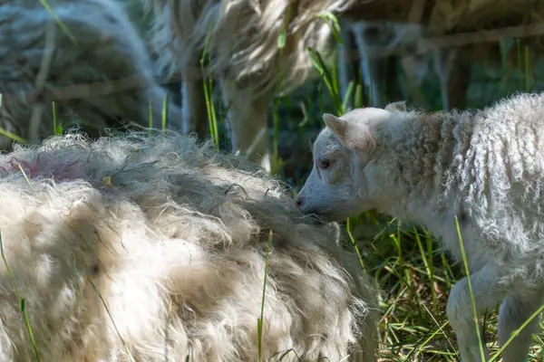 Dişi koyunun yanında bir kuzunun yakın çekimi. Genç bir kuzu, uzun otlarla çevrili yetişkin bir koyunun yününü kokluyor. Bu yakın plan, doğal bir anne-çocuk sahnesini tasvir ediyor..