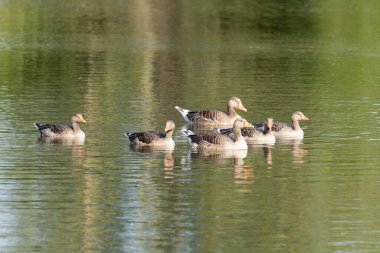Bir grup yabani kaz yansıtıcı yeşil bir göl üzerinde sakince yüzerler. Su yüzeyi onların yumuşak hareketlerini yansıtır..