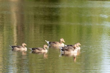 Gri lag kaz sürüsü durgun bir gölde sessizce süzülüyor. Yansımaları sakin su yüzeyinde parıldıyor..