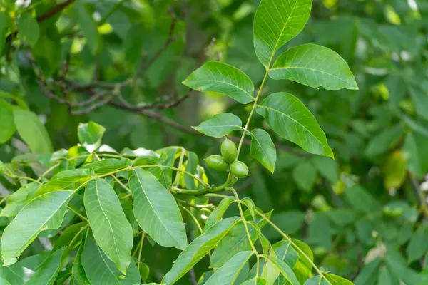 Ağaçta bir sürü büyük yaprakla çevrili yeşil cevizler asılı. Yeşiller görüntüye hükmediyor..