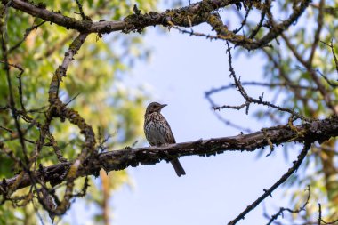 Küçük bir ötücü kuş yosun kaplı bir dala tünemiş. Parlak gökyüzü mükemmel bir şekilde kuşu vurgular..