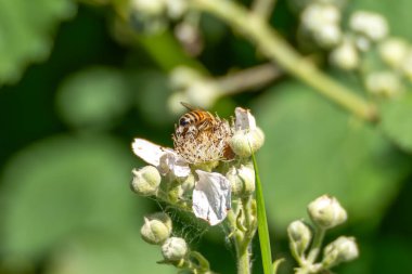 Bal arısı beyaz bir çiçekte nektar topluyor. Bulanık yeşil arkaplan ile makro çekim.
