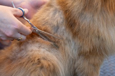 Makas tımar sırasında bir hayvanın kürkünü keser. Elin yakın çekimi ve kalın kürk..