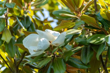 Arı ziyaretiyle birlikte bir manolya çiçeğinin yakın çekimi. Yapraklar ve etrafındaki parlak yapraklar açıkça vurgulanmış..
