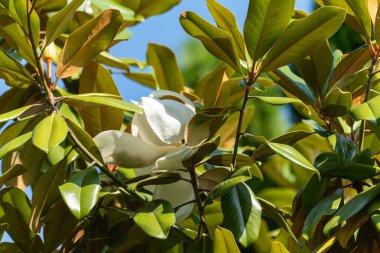 Beyaz bir manolya çiçeği parlak yeşil yaprakların arasında saklanır. Güneş ışığı ve gölgeler derinlik ve doğal zarafet yaratır..