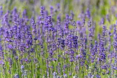 Lavanta tarlası, güneş ışığında sayısız çiçek açan, mor saplı. Bitkiler doğal bir ritimle birbirlerine yakın duruyorlar..
