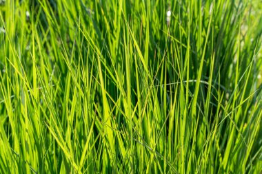 Güneş ışığındaki parlak yeşil çimenler, yakın planda detaylandırılmış. Narin yapraklar taze ve canlı görünüyor..