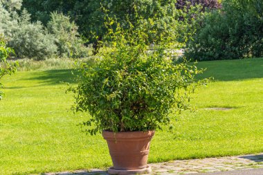 Asfaltlı bir yolda, terasotta tenceresinde yoğun bir süs çalısı. Canlı yeşil yapraklar açık çimlerle tezat oluşturuyor.