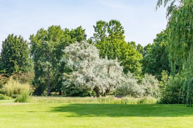 Gümüş bir ağaç parkın yemyeşil yeşilliğine karşı duruyor. Parlak yapraklar çarpıcı bir kontrastlık yaratır..