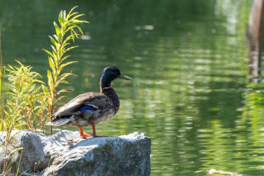 Bir yaban ördeği, yumuşak otlarla çevrili sakin yeşil bir göletin yanındaki bir kayanın üzerinde duruyor. Renkli tüyleri gün ışığında parlıyor.