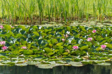 Pembe nilüferlerin yoğun durağı iyi korunmuş bir gölet bahçesinde çiçek açar. Yansıtıcı çiçekler, yemyeşil yapraklarla keskin bir tezat oluşturuyor.