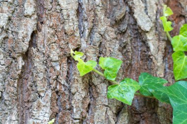 Ivy kaba dokulu ağaç kabuğuna tırmanır. Parlak yeşil, gövdenin çatlamış kahverengisiyle tezat oluşturuyor..