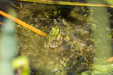 Yeşil bir kurbağa, algler ve bitkilerle çevrili sığ gölet suyunda sessizce oturur. Güneş ışığı yavaşça suya düşer..