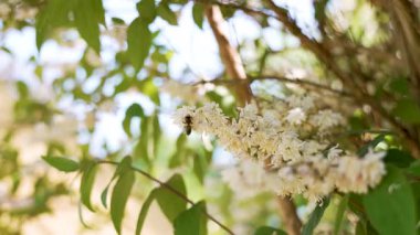 Arıyla çiçek açan bitki. Bir arı güneş ışığında narin beyaz çiçekleri döller. Doğa kendini tüm canlılığı ve renginde gösterir..