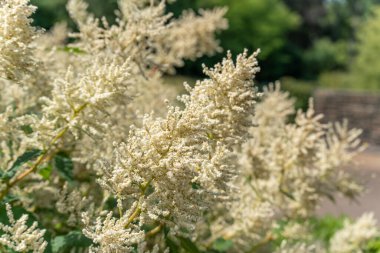 Japon Knotweed. Japon düğüm otunun beyaz çiçek başakları görüntüye hükmediyor. Bitki istilacı ama burada çok güzel sunuluyor..