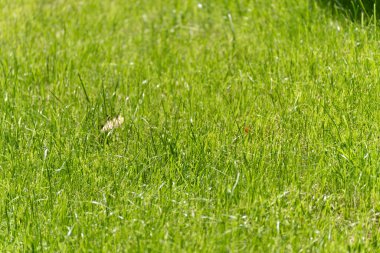 Taze çimenlere yakın çekim. Yeşile yakın çekim, güneşte yemyeşil çimenler. Bazı bıçaklar ve yapraklar çıkıntı yapıyor, canlılık gösteriyor..