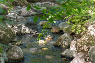 Yoğun bir yaprak gölgesinin altında yosun kaplı kayalar arasında küçük bir dere sessizce akar. Güneş ışığı suda dans eder, huzurlu bir orman ortamı yaratır..