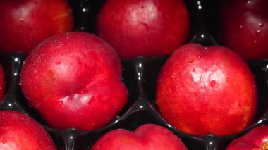Tepside kırmızı nektarin yakın çekim. Kırmızı nektarinler koyu plastik bir tepside yan yana yatar ve yavaşça dönerler. Cilde damlayan damlalar tazelik izlenimini artırır..