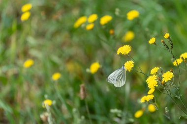 Siyah çizgili beyaz bir kelebek sarı kır çiçekleri kümesinin üzerine nazikçe konar. Yeşil çayır arka plan yumuşak, rüya gibi bir atmosfer yaratır..