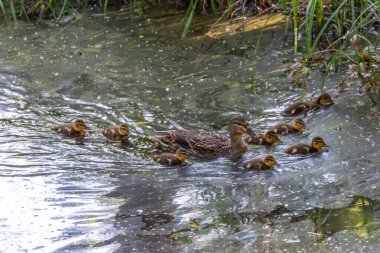 Bir ördek tüylü ördek yavrularıyla yansıtıcı, yeşilimsi bir gölette yüzer. Grup birlikte hareket ediyor, büyüleyici bir doğa anı yaratıyor..