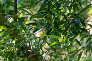 A small blue tit perches quietly on a branch amid dense green leaves. Sunlight filters through the canopy, highlighting the bird's yellow chest