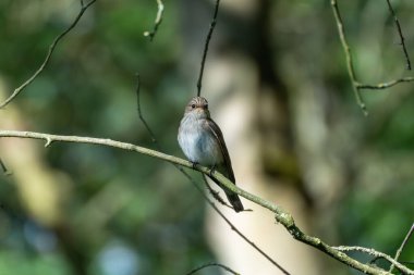 Ötücü kuş dala bakıyor. Küçük gri bir ötücü kuş, tüneğinden ileriye bakıyor. Kompozisyon, tüylü doku ve geniş gözleri gösteriyor..