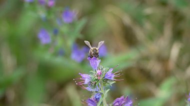 Yabanarısı bir çiçeğin üzerinde tepetaklak durur ve nektar toplamaya başlar. Böceklerin uçuş duruşu ve kafa görünümü üzerinde yoğunlaşıldı..