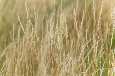 İnce çimen yaprakları altın ışıkta duruyor. Resim bireysel otlara odaklanıyor ve sakin bir atmosfer yaratıyor..