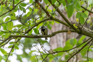 The great tit waits on a branch with a caterpillar, framed by dense leaves. The photo captures a moment of stillness before flight.