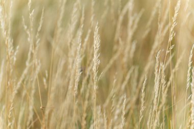 Buğdayın bireysel kulakları yumuşak ışıkta parlar ve rüzgarda hafifçe sallanır. Çekim sakin ve rüya gibi görünüyor..
