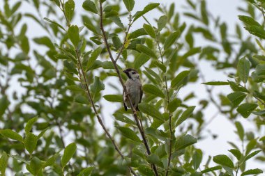 Bir serçe ince bir dala uzanır, yana bakar. Etrafındaki yapraklar taze ve canlı görünüyor..
