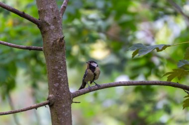 A great tit perch on a tree branch with a caterpillar in its beak. The bird is surrounded by vibrant green forest foliage.