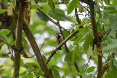 A great tit hides among dense branches with a caterpillar in its beak. The scene is shaded by lush green leaves.