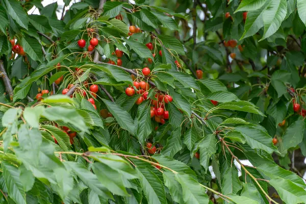 Bir kiraz ağacı dalı olgun kırmızı ve sarı meyvelerle ağırdır. Parlak yapraklar kiraz kümelerini sarıyor..