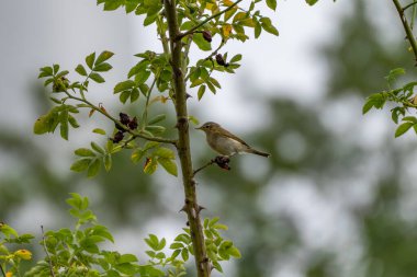Küçük bir kuş yeşil yapraklar arasında dikenli bir dala dikkatle oturur. Arka plan hafifçe bulanık, hayvanı vurguluyor..