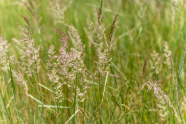 Narin çayır çimenleri rüzgarda sallanıyor, yumuşak arka planda canlı renkler var. Fotoğraf doğanın çeşitliliğini ve yapısını gösteriyor..