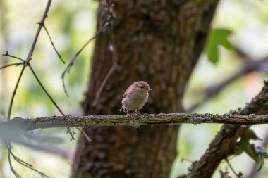 Küçük bir ötücü kuş, büyük bir ağaç gövdesinin önündeki yosunlu bir dala oturur. Orman ışığında sahne sakin ve korunaklı görünüyor..