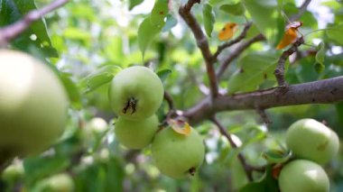 Yeşil elmalar bir dalda birbirine yakın durur. Kamera, merkezde taze yapraklarla çevrili olgun bir elmaya odaklanıyor..