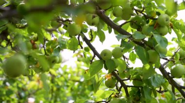 Bir sürü yeşil elması olan yoğun bir ağaç dalı. Güneş ışığı yaprakların arasından doğar ve canlı bir bahçe sahnesi yaratır..