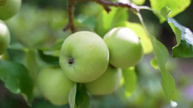 İki yeşil elma yapraklarla hafifçe çerçevelenmiş bir dalda yan yana asılı. Işık yavaşça meyvenin üzerine düşer ve tazeliğini vurgular..