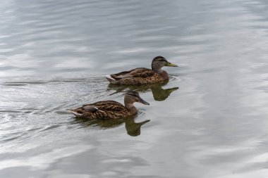 Bir çift ördek suyun üzerinde. İki ördek sakin suda yan yana yüzer. Yansımaları suda açıkça görülüyor..