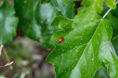 Siyah benekli parlak kırmızı uğur böceği canlı yeşil bir yaprağın üzerinde oturur. Böcek ve arkaplan arasındaki zıtlık onu öne çıkarıyor..