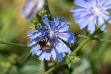 Bir yaban arısı yiyecek ararken mavi bir kır çiçeğine tutunur. Turuncu-siyah kürkü soluk taç yapraklarıyla çelişiyor..