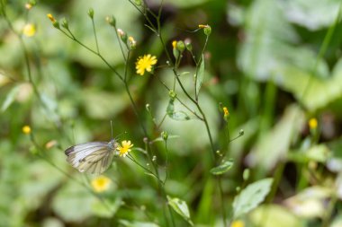 Narin bir kelebek açan sarı çiçeğe konar. Yumuşak arka plan, kanatlarının narin dokusunu vurgular..