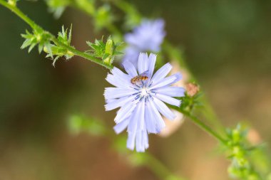 Küçük bir uçan sinek, açık mavi bir kır çiçeğinin üzerinde nektar toplar. Turuncu çizgili vücut işaretleri ayrıntılı olarak görülüyor..