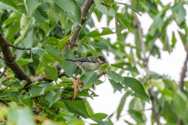 Great Tit in a Deciduous Tree. A young great tit sits on a branch among dense green foliage. Its gaze is curious as it calmly looks around.
