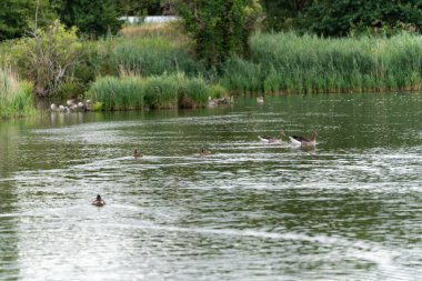 Göldeki Ördekler ve Kazlar. Bazı ördekler ve kazlar sakin bir gölde birlikte yüzerler. Çimenler ve ağaçlar arka planda kıyı boyunca uzanır..