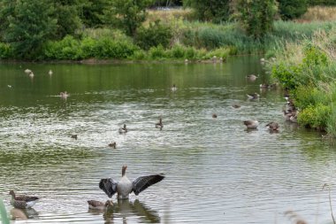 Gölette Kazlar ve Ördekler. Birçok kaz ve ördek kıyıda ve suda eğleniyor. Bir kaz kanatlarını suya açar..
