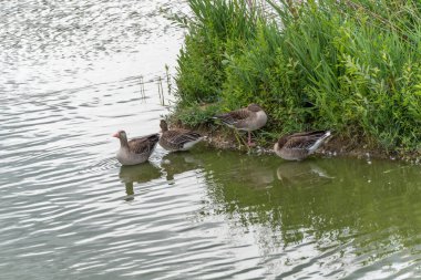 Kıyıda dört greylag kaz var. İki greylag kazları suda duruyor, ikisi çimlerin üzerinde dinleniyor. Sahne gölün kenarında huzurlu bir birlikteliği tasvir ediyor.